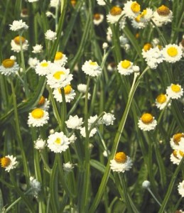 Ammobium alatum